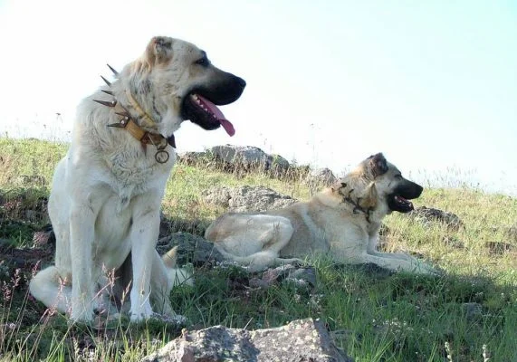 Karabaş, Sivas kangalı