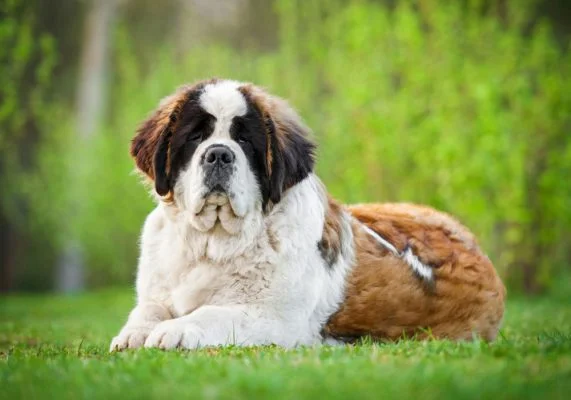 Kiraz, Saint Bernard