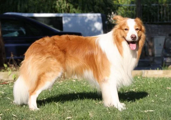 Serko, Kızıl border collie
