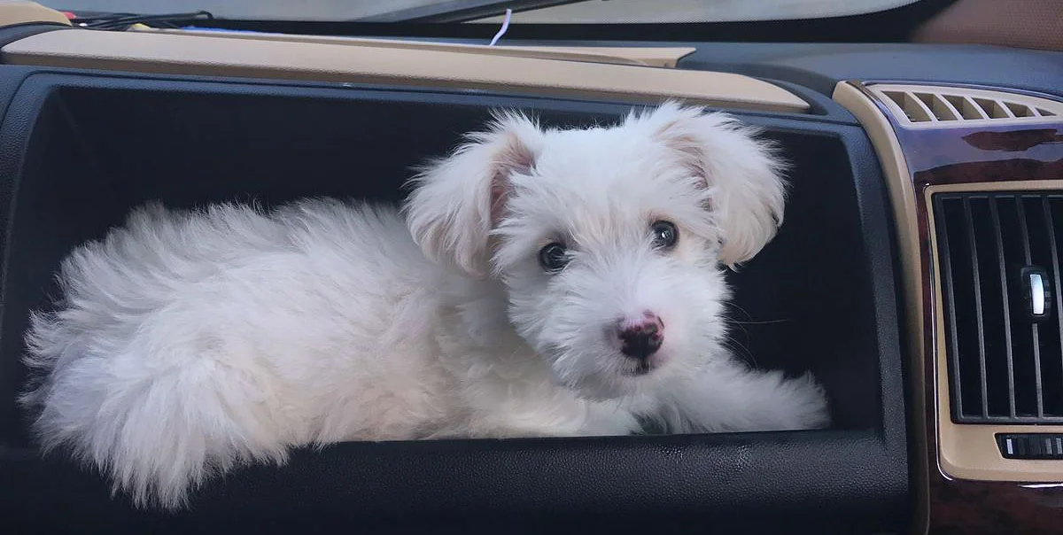 KUZEY, KÖPEK VE YEDİKULE BARINAĞI