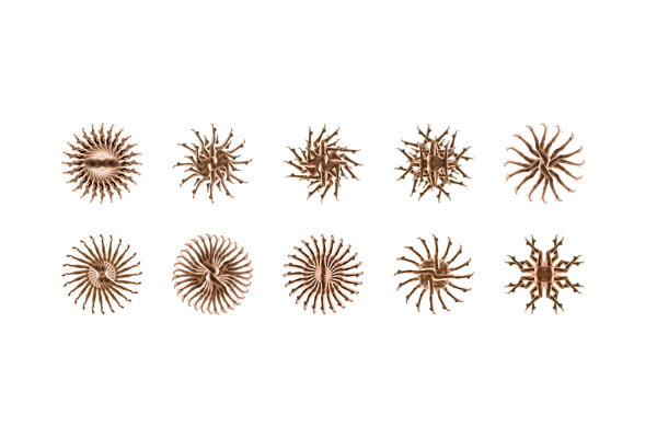 Fractal Vücutlara Dair | About the Fractal Bodies