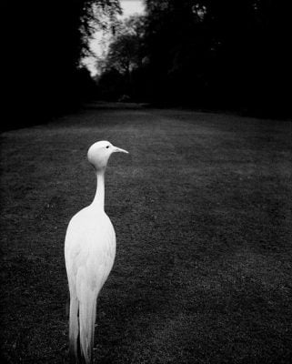 1932 | Early evening, Kew Gardens, Bill Brand